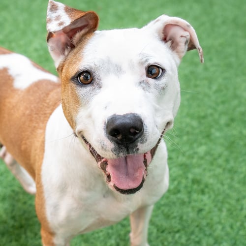 SONNET - Pit Bull Terrier available for adoption