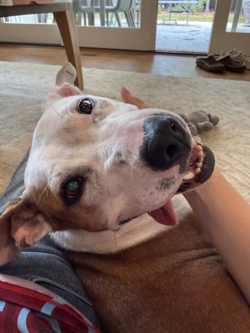 SONNET - Pit Bull Terrier available for adoption