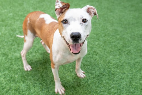 SONNET - Pit Bull Terrier available for adoption