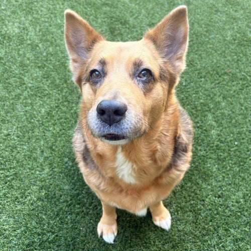 MAKO THE SENIOR! - German Shepherd Dog available for adoption