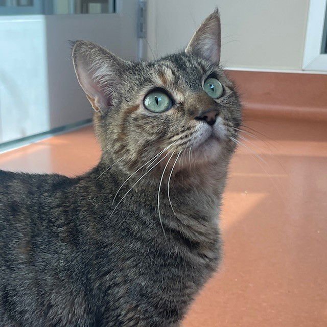 DINI - Domestic Short Hair available for adoption