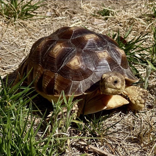 PEPPERJACK - Sulcata (African Spur Thigh) available for adoption