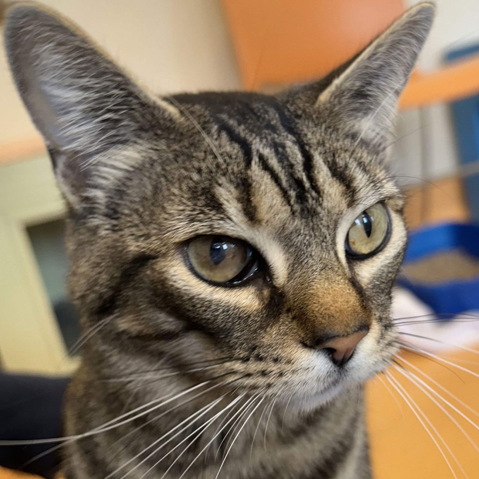 HERA - Domestic Short Hair available for adoption