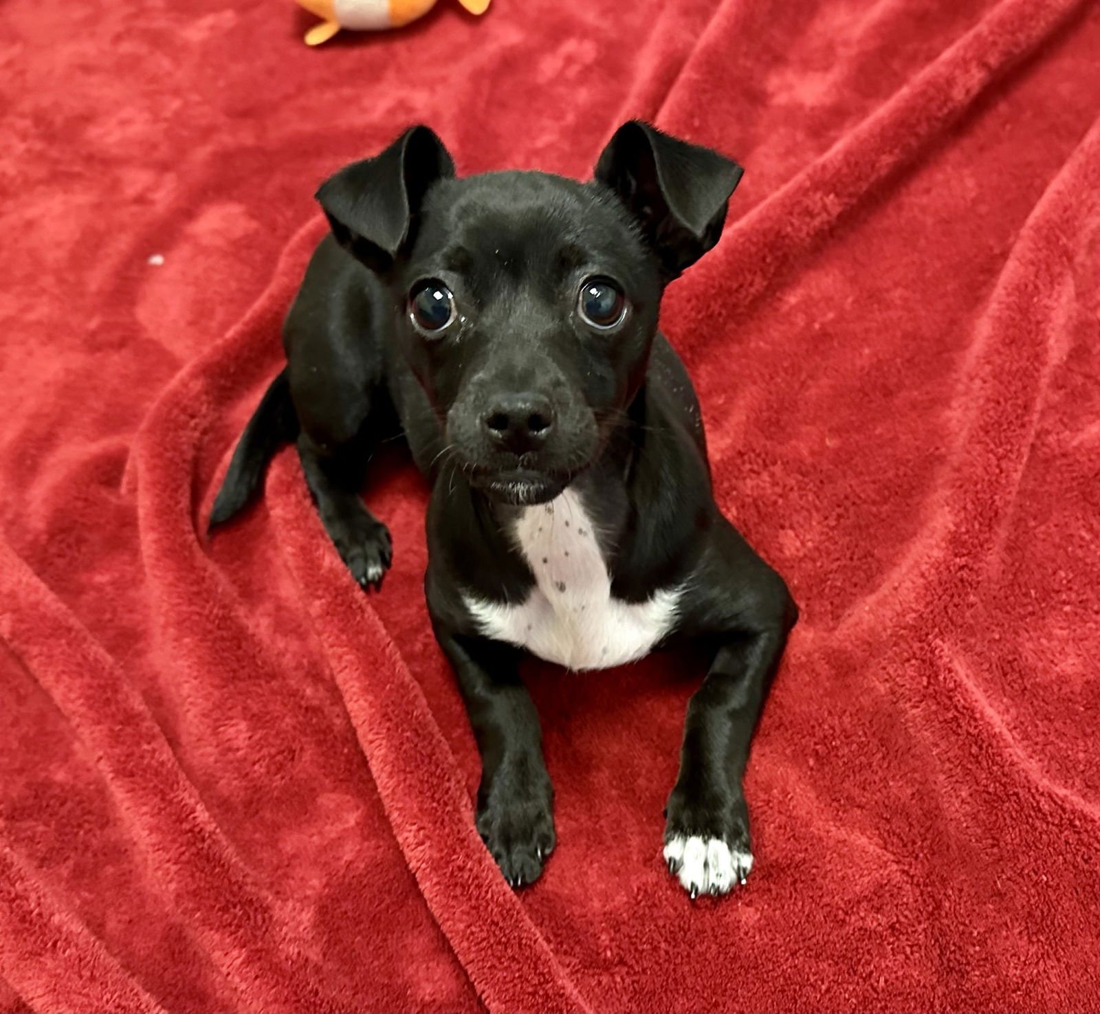 DOTTIE THE PUPPY! - Chihuahua available for adoption