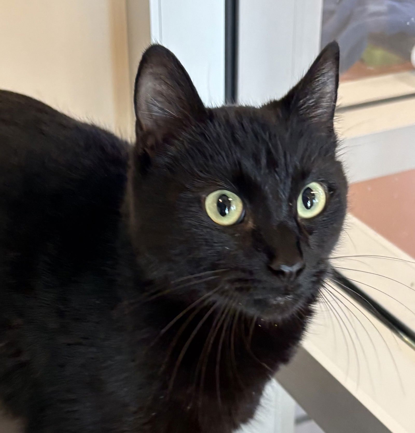 LILY - Domestic Short Hair available for adoption