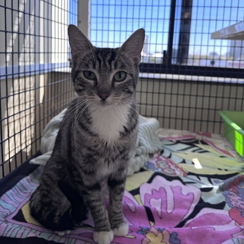 ADORA - Domestic Short Hair available for adoption