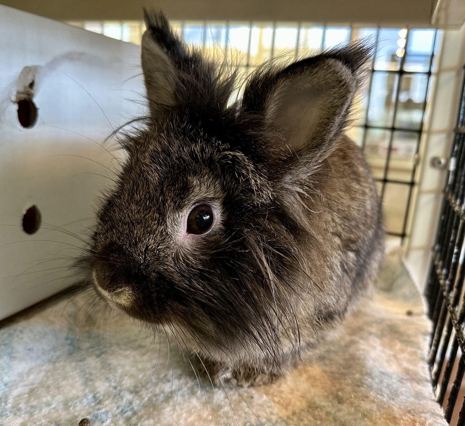 POPS - Lionhead available for adoption