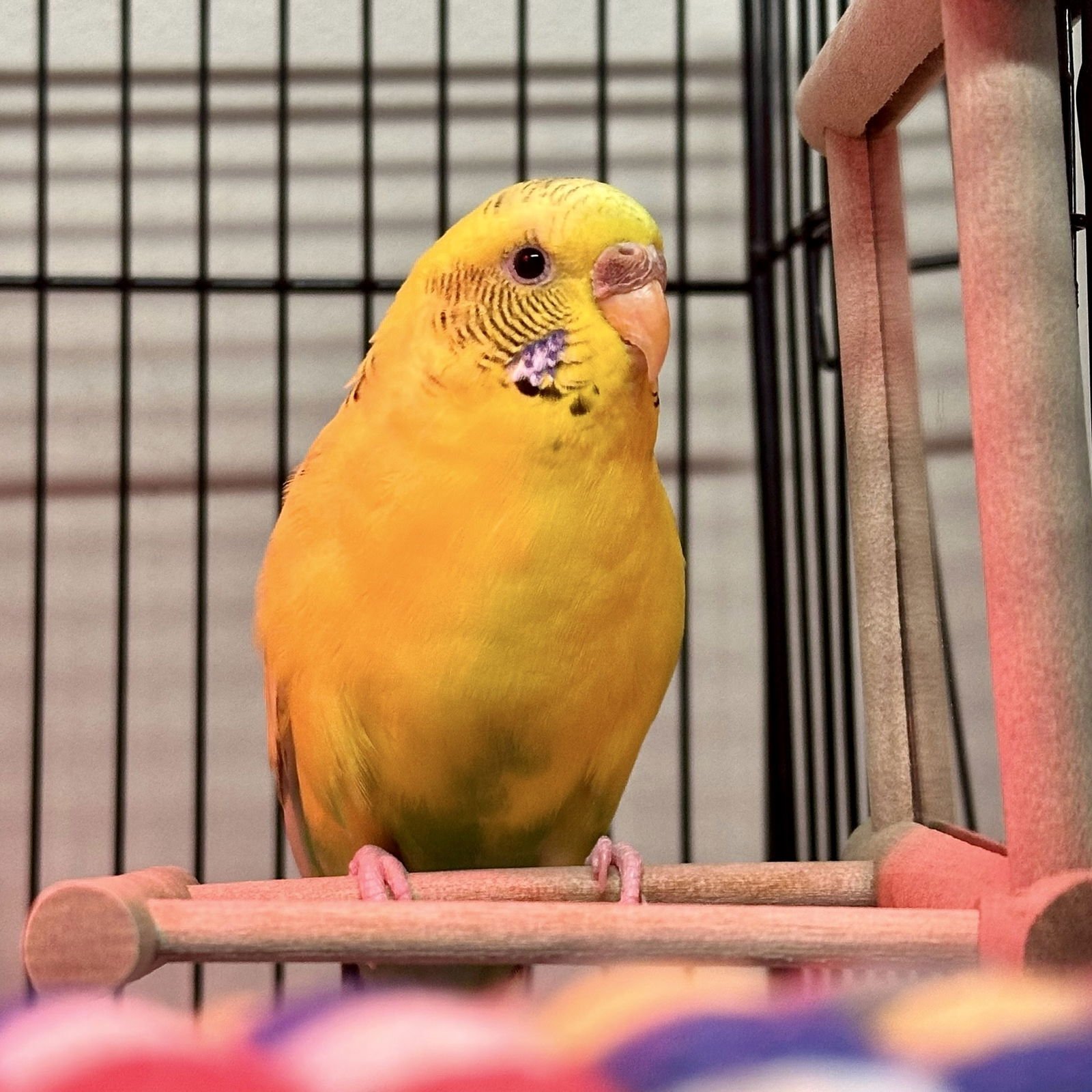 CIRI - Budgie/Budgerigar available for adoption