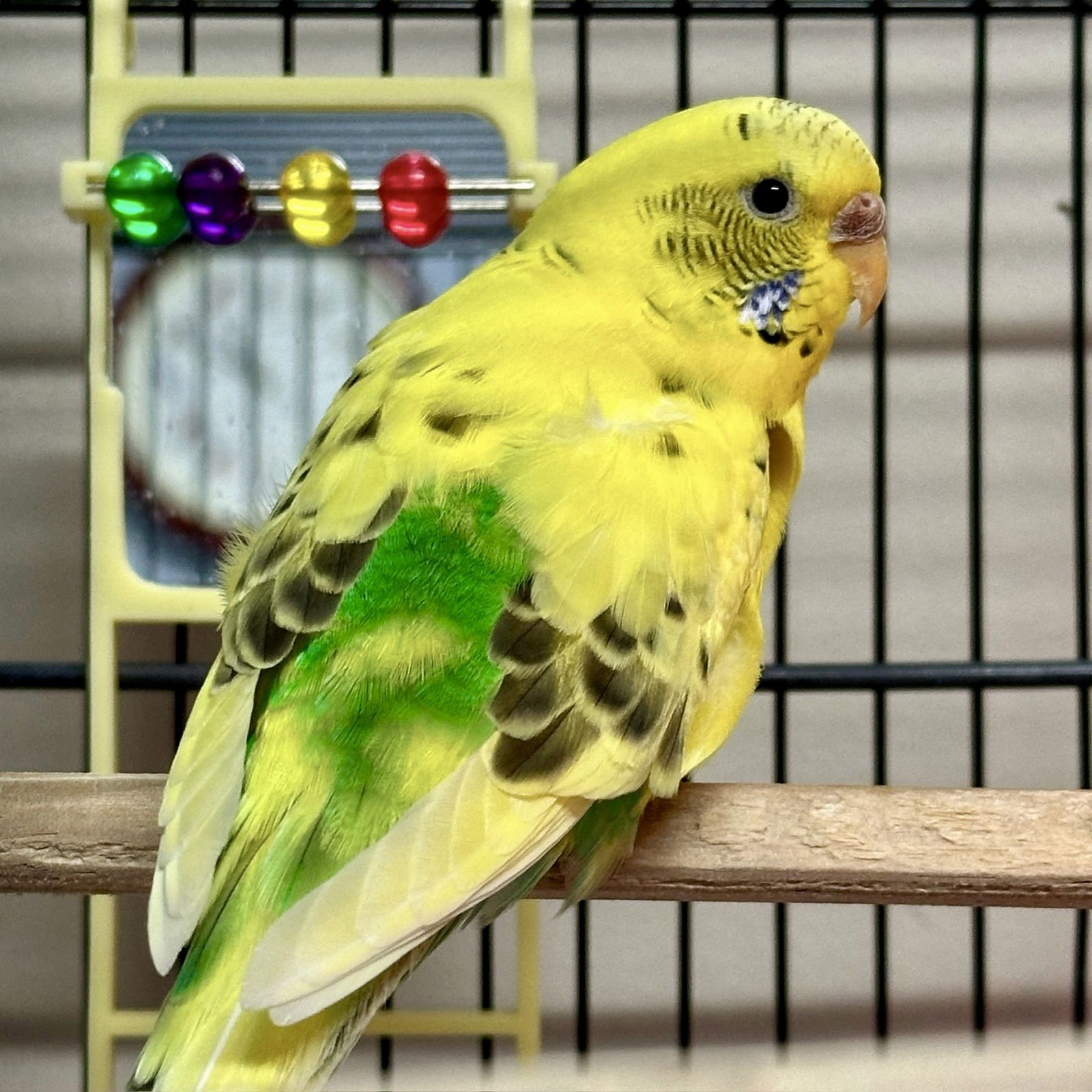 CIRI - Budgie/Budgerigar available for adoption
