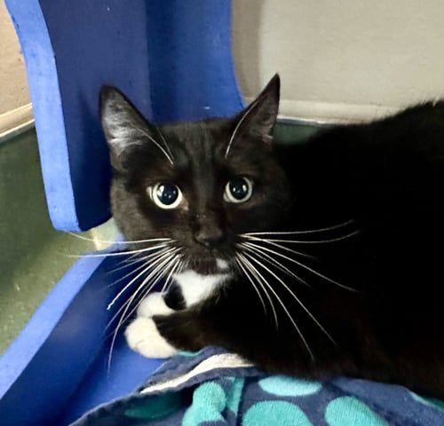 LYRA - Domestic Short Hair available for adoption