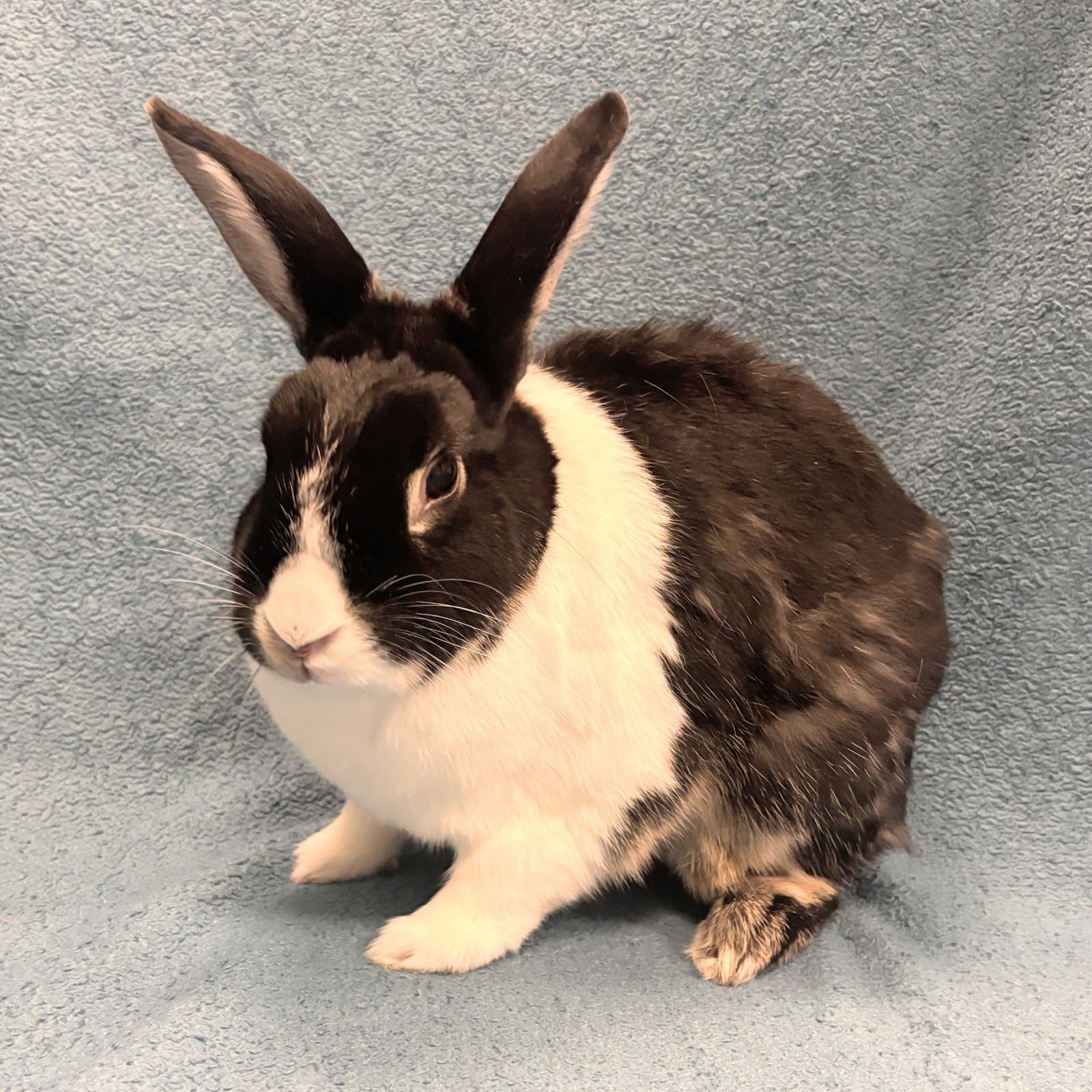 OREO - Shorthaired Rabbit available for adoption