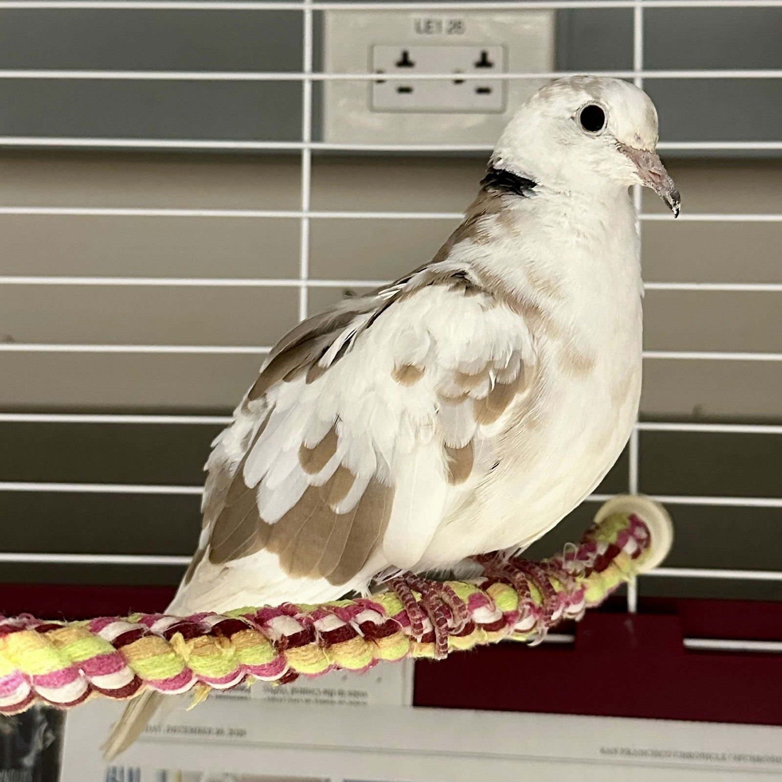 MERINGUE - Dove / Ringneck/Psittacula available for adoption