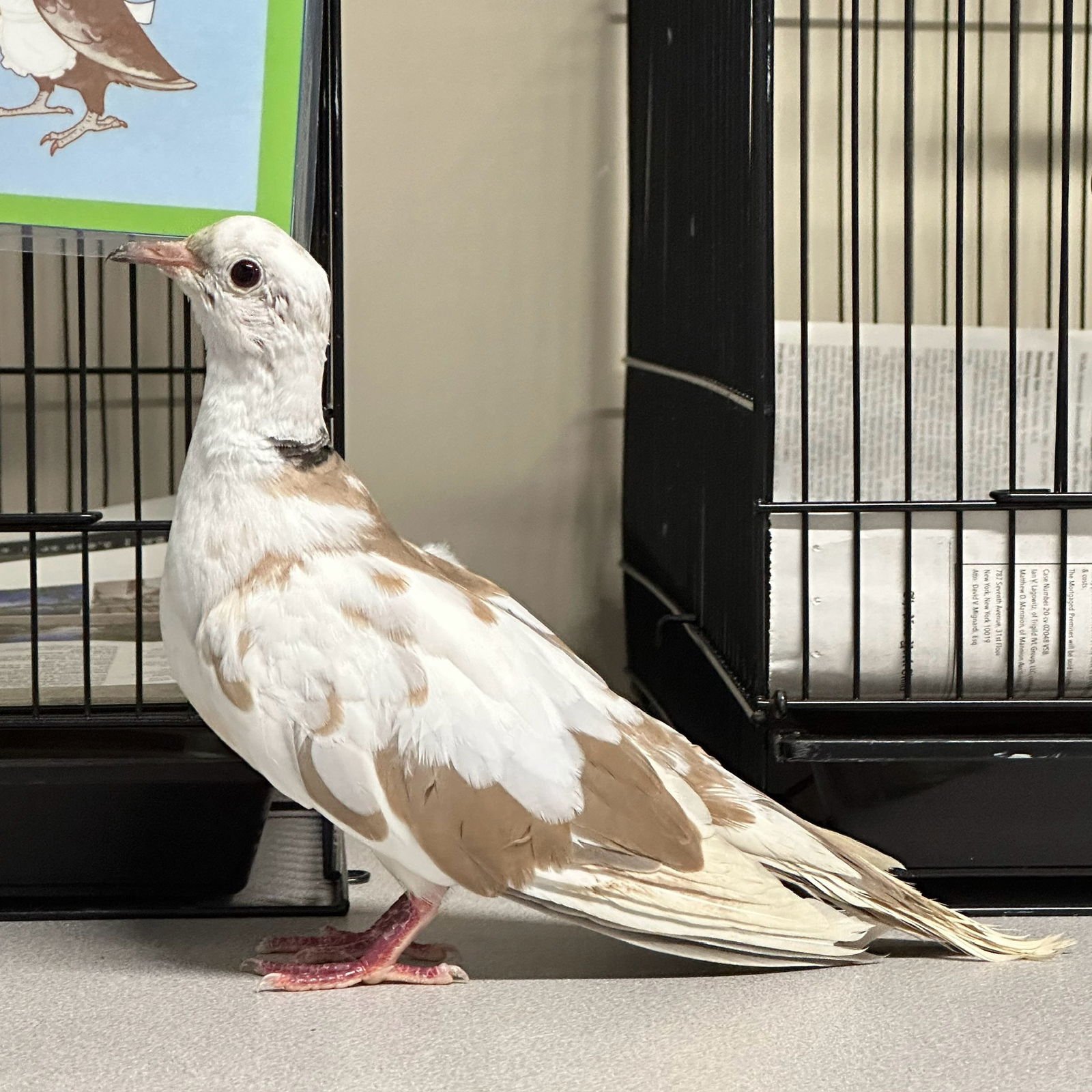 MERINGUE - Dove / Ringneck/Psittacula available for adoption