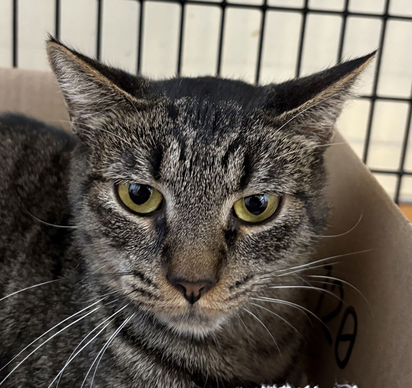 CINNAMON CRUNCH - Domestic Short Hair / Tabby available for adoption