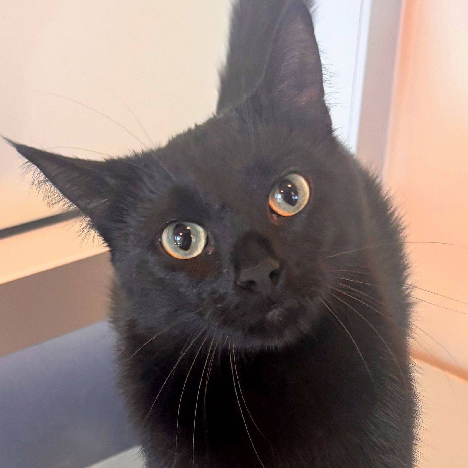 PATITAS - Domestic Short Hair available for adoption