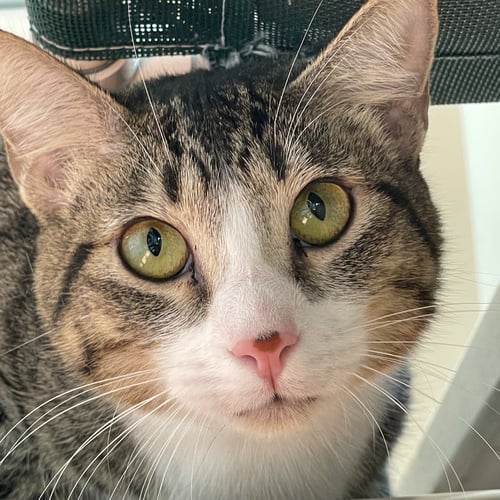 LILO & STITCH - Domestic Short Hair available for adoption