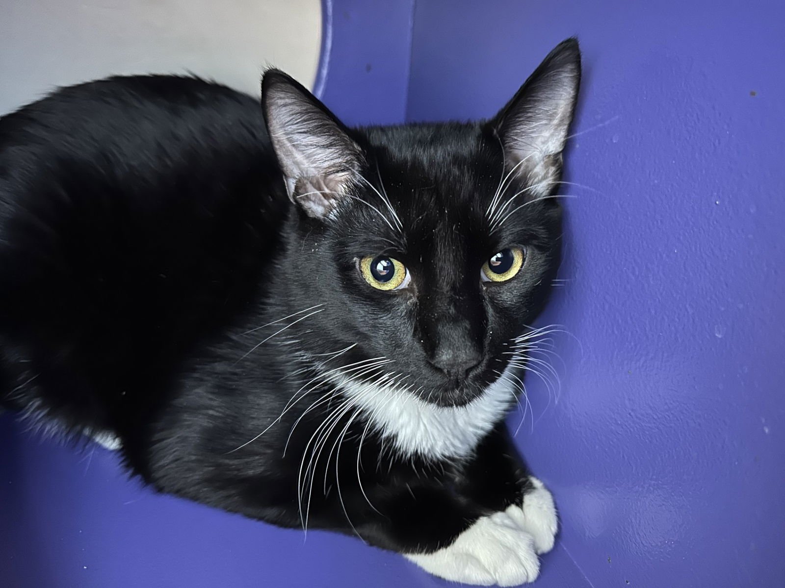 COLE - Domestic Short Hair available for adoption