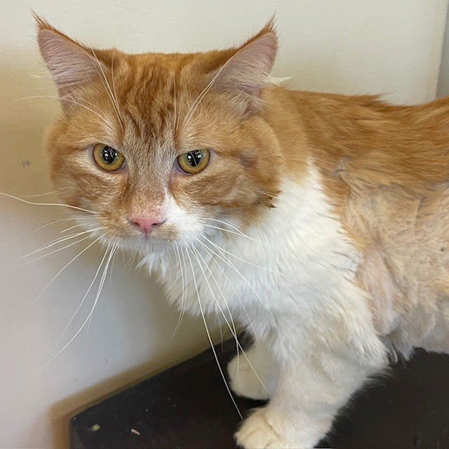 REGINALD - Domestic Long Hair / Tabby available for adoption