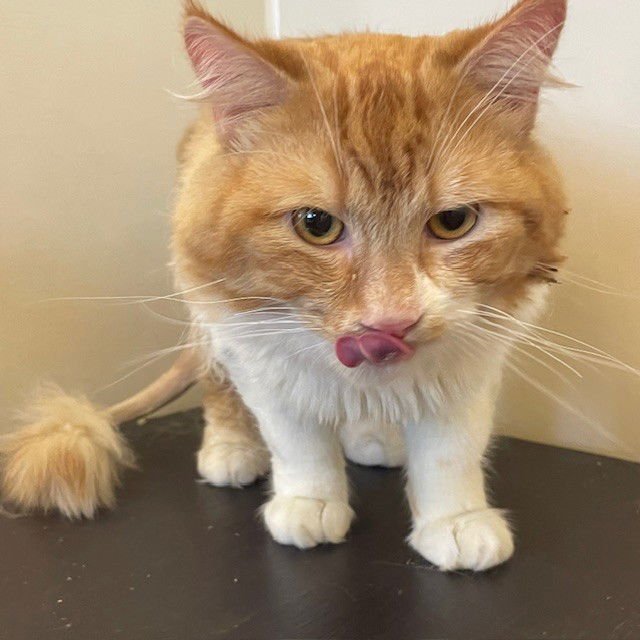 REGINALD - Domestic Long Hair / Tabby available for adoption