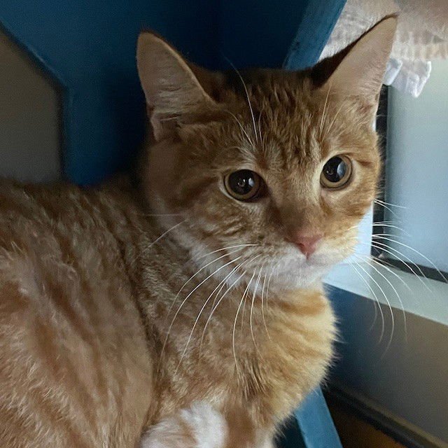 MILO & OLIVER - Domestic Short Hair available for adoption