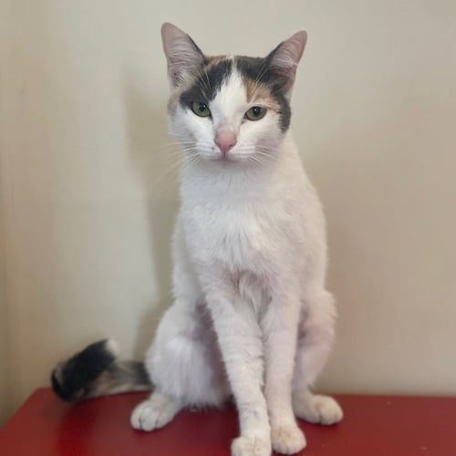 JADA - Domestic Short Hair available for adoption