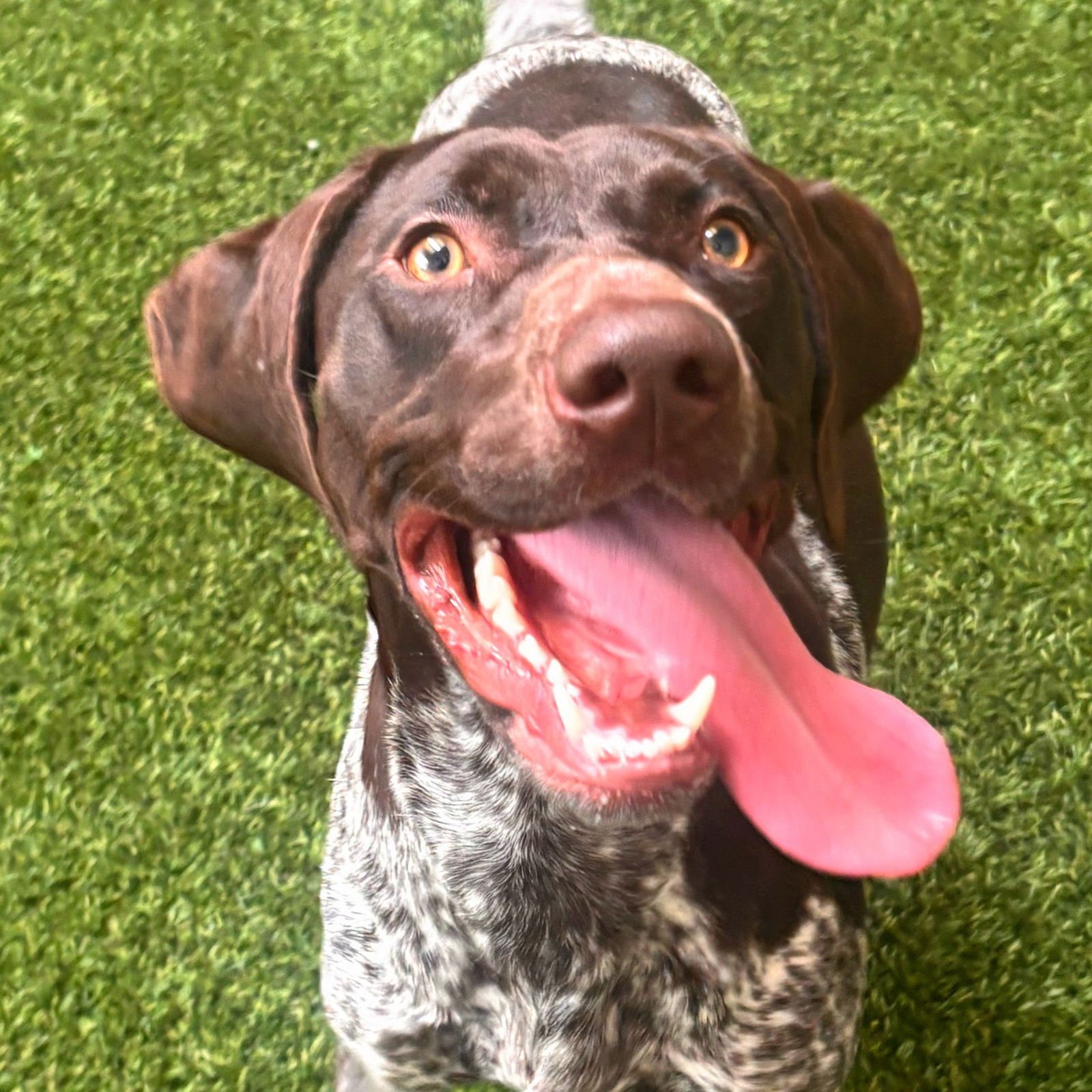 KAIA - German Shorthaired Pointer available for adoption