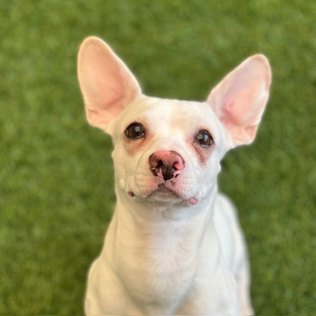 HUBBLE - Beagle / Hound available for adoption