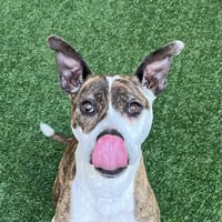Ziggy the Senior! - Photo 2