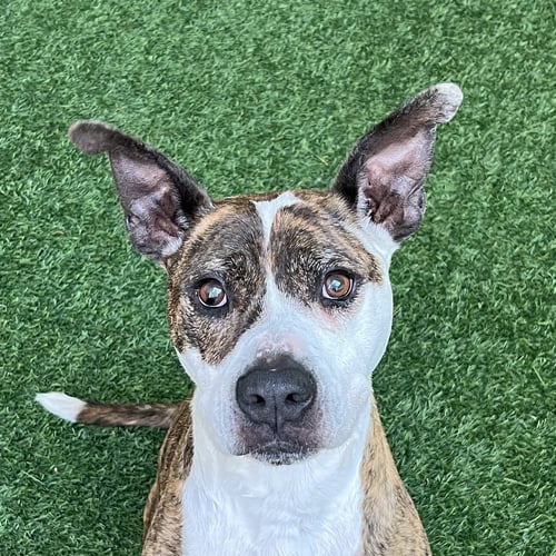 ZIGGY THE SENIOR! - Pit Bull Terrier available for adoption