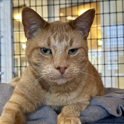 GRANDVILLE - Domestic Short Hair available for adoption