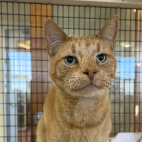 GRANDVILLE - Domestic Short Hair available for adoption