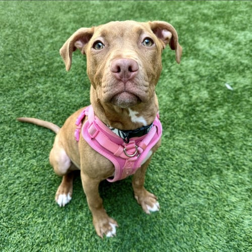 CASSIA - Pit Bull Terrier available for adoption
