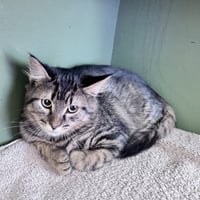 Scooter - Photo 1
