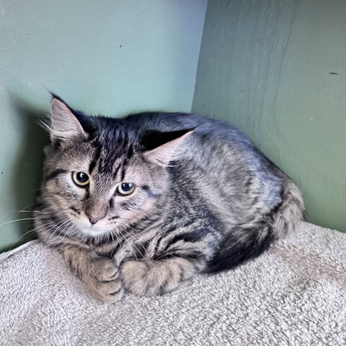SCOOTER - Domestic Medium Hair available for adoption