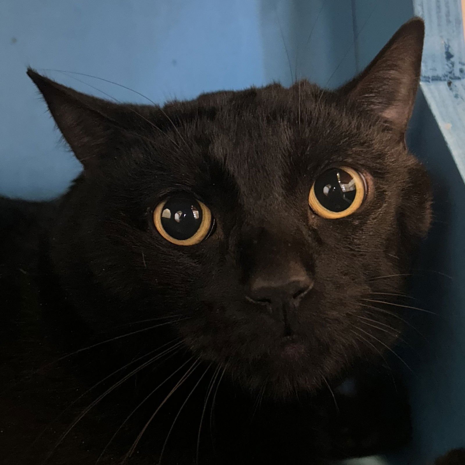 KIRBY - Domestic Short Hair available for adoption