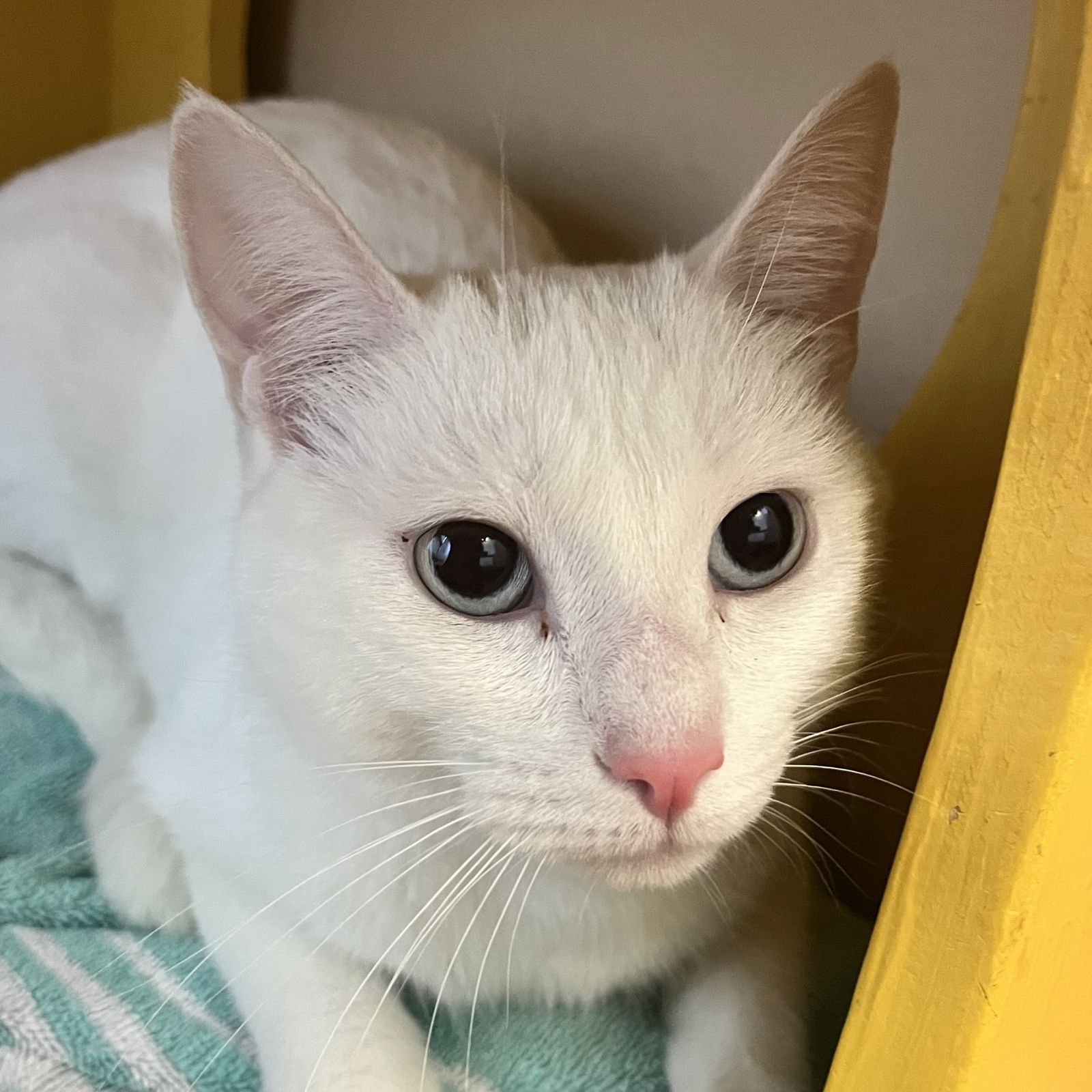 SERAPHINA - Domestic Short Hair available for adoption