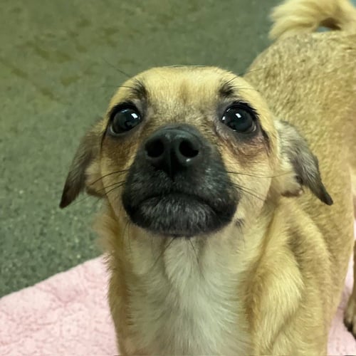 OSA - Chihuahua available for adoption