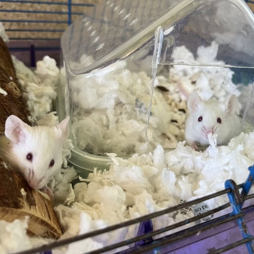 CHEESE AND CRACKERS - Mouse available for adoption