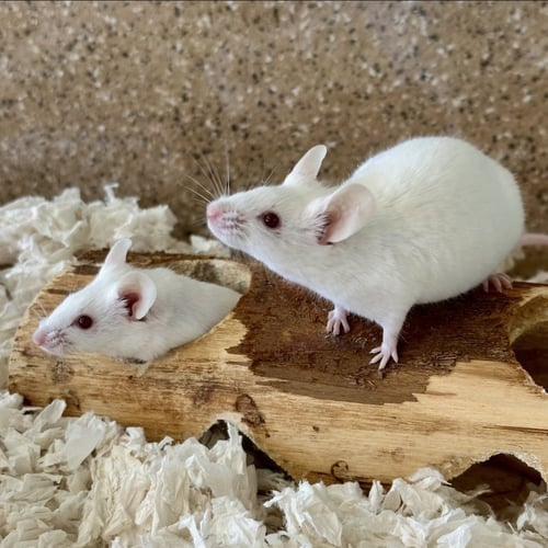 CHEESE AND CRACKERS - Mouse available for adoption
