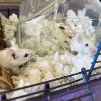 Cheese and Crackers - Photo 4