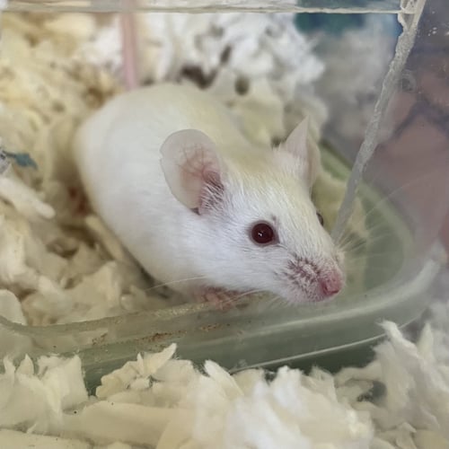 CHEESE AND CRACKERS - Mouse available for adoption