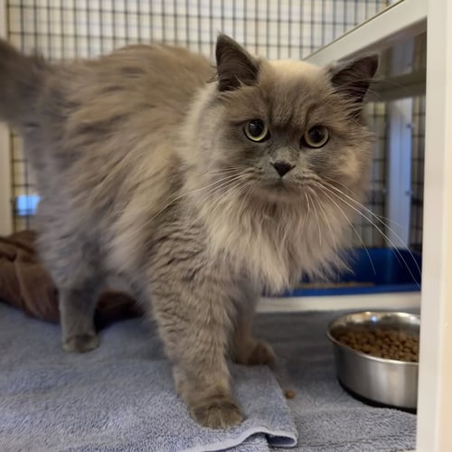 EVE - Ragdoll / LaPerm available for adoption