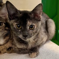 Kittens Available 30+! - Photo 4