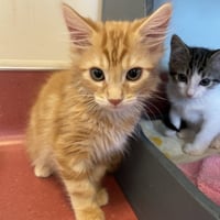 Kittens Available 30+! - Photo 2