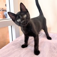 Kittens Available 30+! - Photo 3