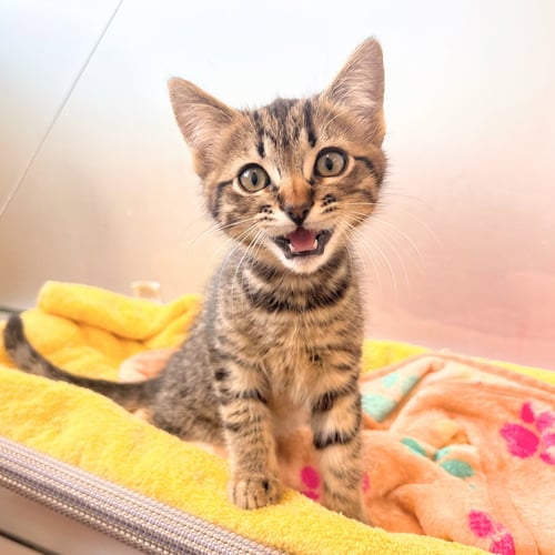 KITTENS AVAILABLE 40+! - Domestic Short Hair / Domestic Long Hair available for adoption