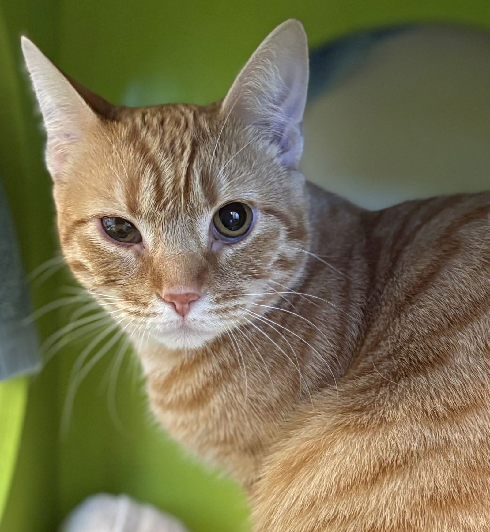 ZAC - Domestic Short Hair / Tabby available for adoption