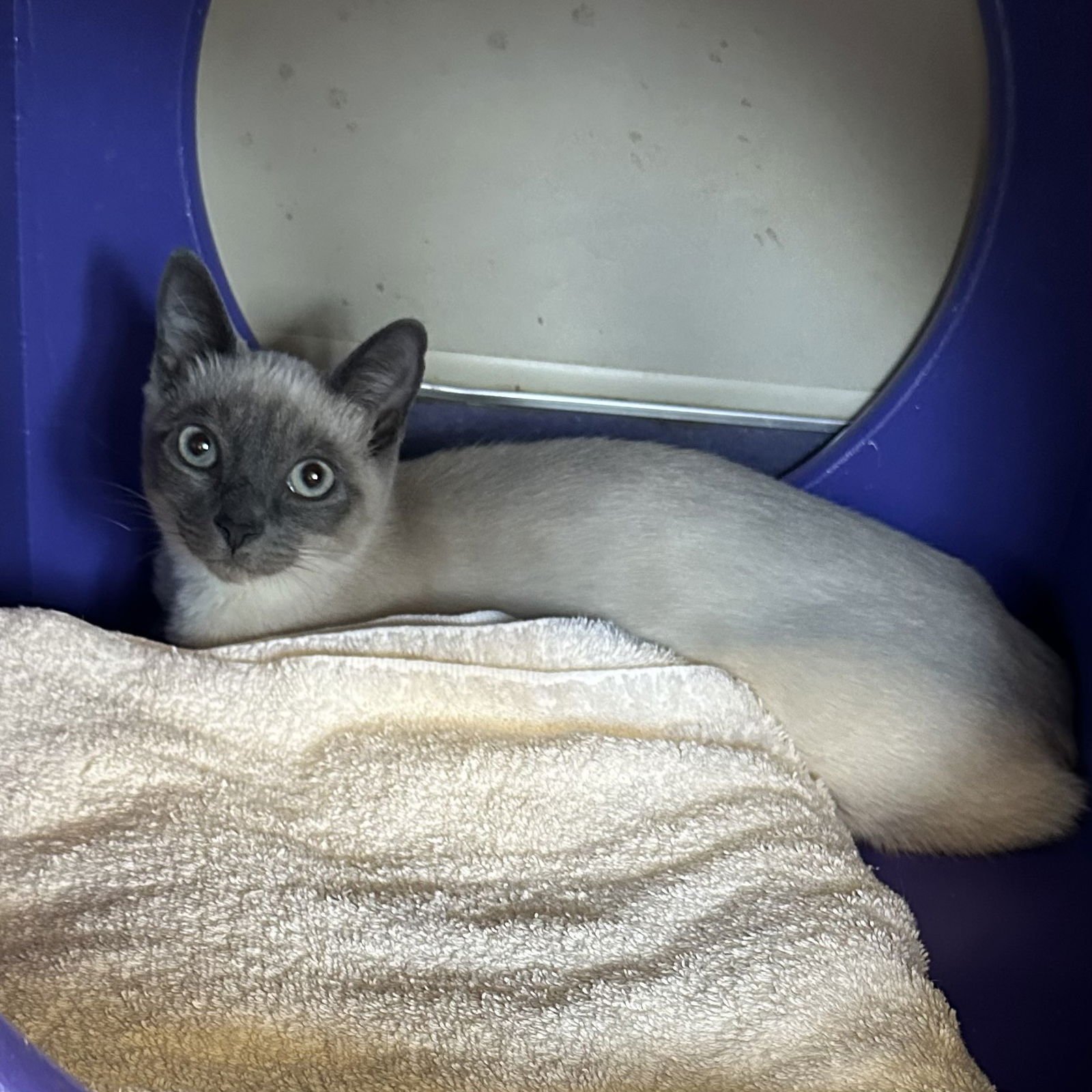 APPLE - Domestic Short Hair available for adoption