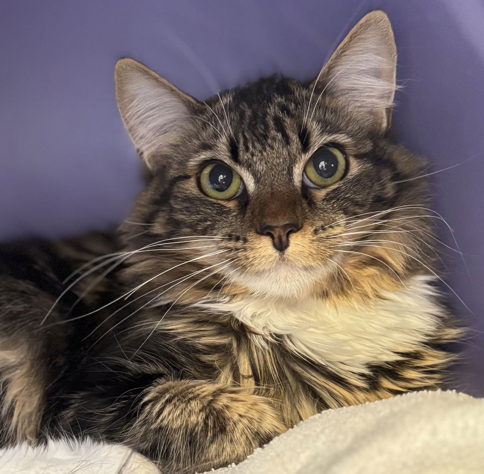 CANNELLINI - Domestic Long Hair / Tabby available for adoption