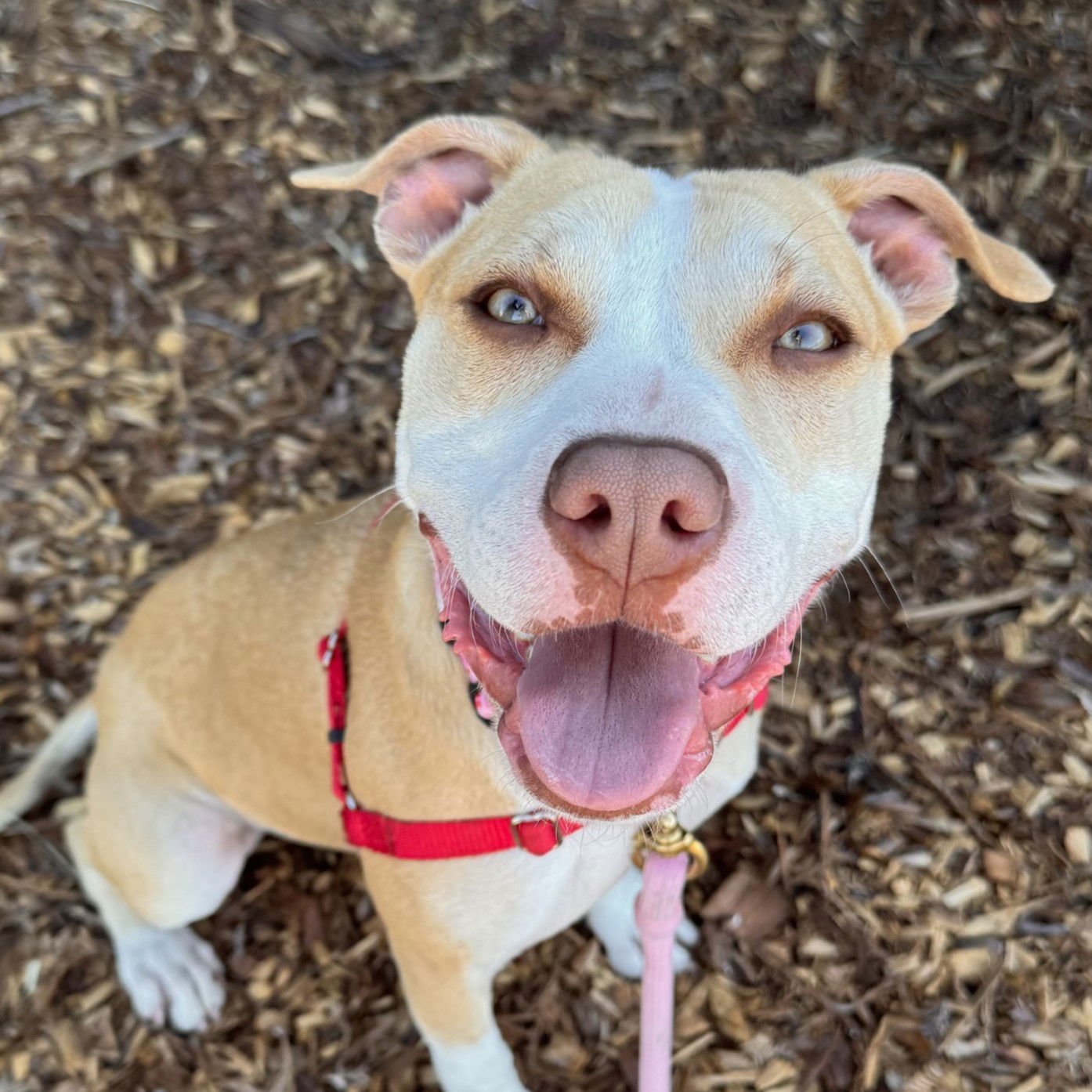 MAIA - Pit Bull Terrier available for adoption